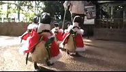 These tiny penguins in Santa suits waddling around zoo.