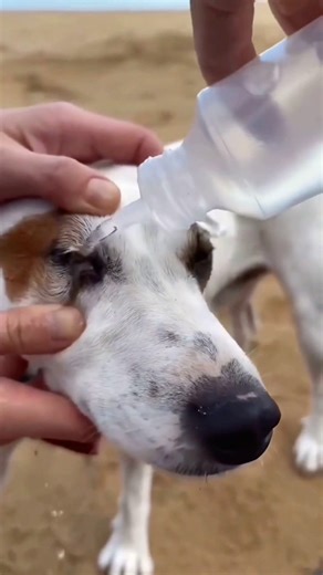 How To Flush Sand Out Of Dog Eyes #goodtoknow #vet #medicine #funfacts #lifehacks #educational