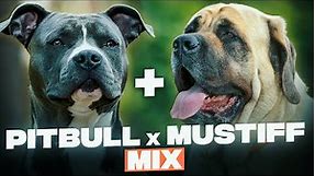 Pitbull Mastiff Mix - Everything You Need To Know About This Mastiff Mix