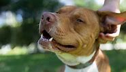 45 Incredible Pit Bull Mix Breeds
