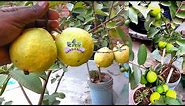 How to grow big guavas in a pot? Psidium Guajava (Amrud) in pots