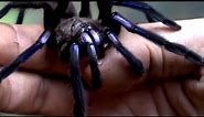 nueva especie de tarántula azul eléctrico 💙 #viral #tarantula #tarantulalove #naturaleza #especies