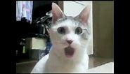 Shocked Cat - OMG face!
