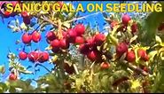 Gala Apple Variety on seedling | Kashmiri Apple
