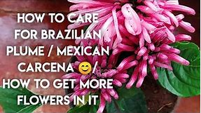 Get more flowers on Brazilian plume/Flamingo flower/ Fertilizer Used & Basic Care of Flamingo flower