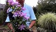 The Secret of GREAT Gardens - Why Fall is a Wonderful Time for Planting Clematis