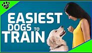 Top 10 Easiest dog Breeds to Train - Dogs 101