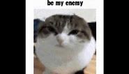 ENEMY | Oh the misery cat meme