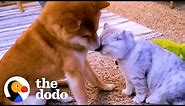 Dog Didn't Like Cuddling Until A Kitten Came Into His Life | The Dodo