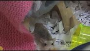 How To Take Care Of Roborovski Hamsters