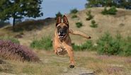 Whippet Belgian Malinois Mix: Full Guide - WhippetCentral