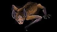 A Giant Prehistoric Vampire Bat - Desmodus draculae