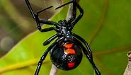 3 Venomous (Poisonous) Spiders Found in Idaho (2024)
