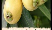 Rose apple tree - How to grow & care