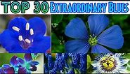 59 - Top 30 Extraordinary Blue Flowers of All Time