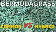 BERMUDAGRASS: Common vs. Hybrid // T-Nex Results