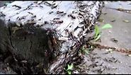 Flying Ant Swarm