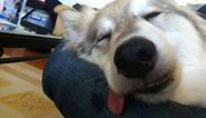 Funny dog snoring loud when sleeping - compilation 2016