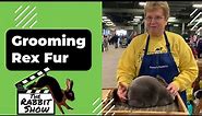 Grooming Rex Rabbit Fur