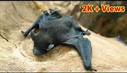 Cute Baby Bat | Vampire bat #shorts #bat