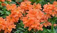 How To Grow And Care For Crossandra (Firecracker Flower)