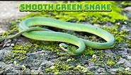 Smooth green snakes, Fox snakes, Garter snakes, grass prairies, bikes and more!