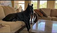 Great Dane is literally too big to sit on the sofa