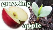 How to Grow an APPLE TREE from SEED - How to Grow APPLE SEEDS - Apple Fruit Trees - GardenersLand