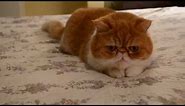 Extremely Cute Cat Video of an Exotic shorthair/flat face cat.