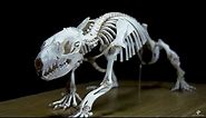 hedgehog skeleton 4K - Erinaceus europaeus Igelskelett - rare footage