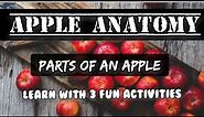 Apple Anatomy For Kids | Learn Parts Of An Apple With 3 Fun Activities | Apple parts