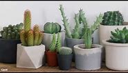 How to Grow Succulents and Cacti | Mitre 10 Easy As Garden