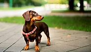 How Smart Are Dachshunds? Everything We Know About Their Intelligence