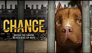 Chance (2021) Full Movie | Animated | Adventure | Animals