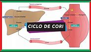 Ciclo de Cori [ciclo del ácido láctico o lactado] | Metabolismo