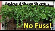 No Fuss Backyard Grape Growing Pruning Propagating