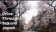 Drive through Sakura (Cherry Blossom) in Yokohama, Japan