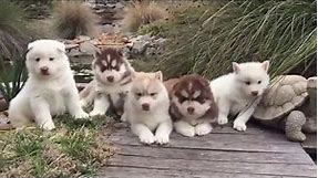 4 Weeks Old Siberian Husky Puppies