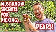 The Secrets To Picking Perfect Pears!