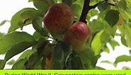 Gravenstein Apples Fruit Facts