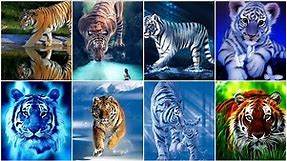 Tiger dpz, images, Photos, Pics | Tiger Wallpapers | Animal Wallpapers | #tigerwallpapers #tiger