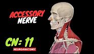 CN 11: Accessory Nerve (Scheme, Nuclei, Pathway, Branches) | Neuroanatomy