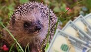 How Much Does A Hedgehog Cost? (2023 Cost Breakdown) | Beyond The Treat