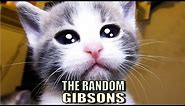 Talking Kitty Cat 48 - The Random Gibsons