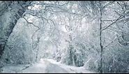 Blizzard Sounds for Sleep, Relaxation & Staying Cool | Snowstorm Sounds & Howling Wind in the Forest