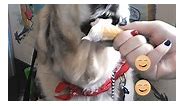 Dog Eats Ice Cream Cone