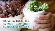 How to Identify 13 Most Common Succulent Genera | Easy Succulent Identification