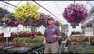 How to Grow HUGE Hanging Baskets