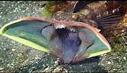 Sarcastic fringehead - unusual sea creatures with aggressive territorial behavior