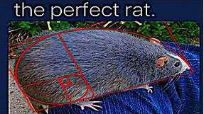 Math Memes 13 - The perfect rat